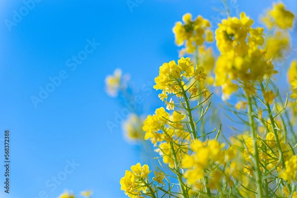 Obraz 菜の花と青空