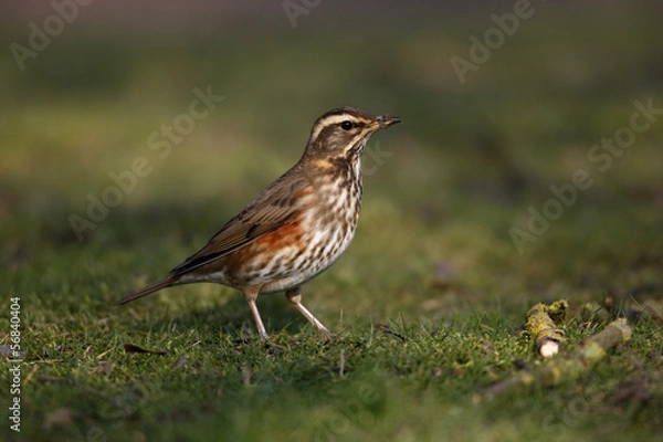 Fototapeta Redwing, Turdus iliacus