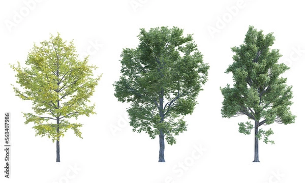 Fototapeta Maple Tree Field Elm Ginkgo Biloba tree set alpha channel