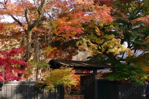 Fototapeta 《角館の紅葉》秋