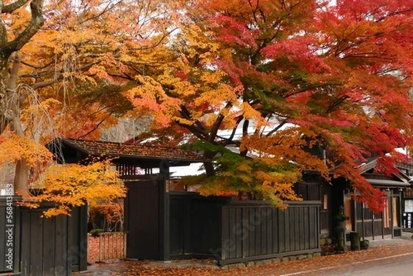 Obraz 《角館の紅葉》秋