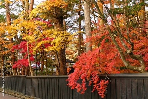 Obraz 《角館の紅葉》秋