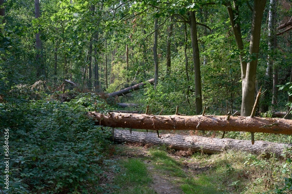 Obraz Fallen trees on a path in a green forest