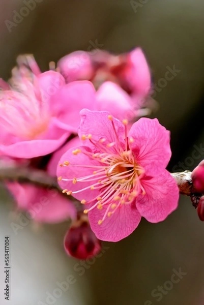 Obraz pink rose flower