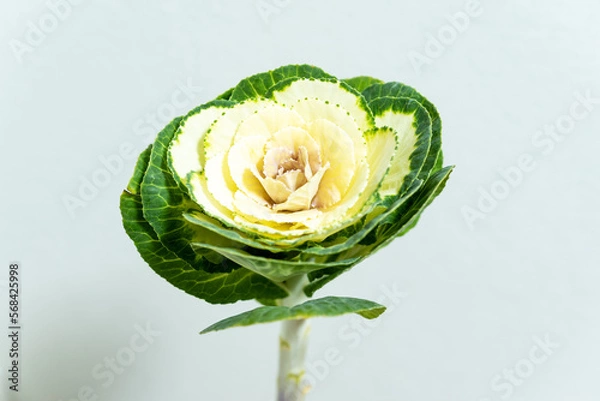 Fototapeta 葉ボタン