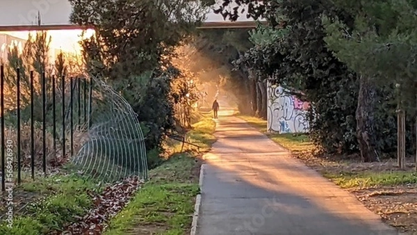 Obraz sunset in the park