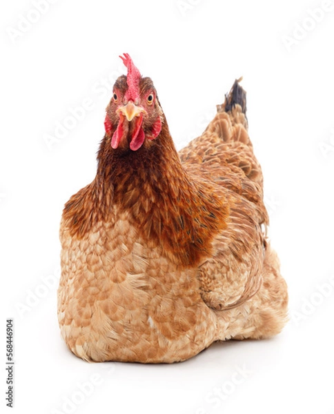 Fototapeta One red chicken.