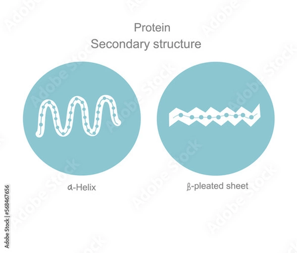 Obraz The secondary structure : alpha-helix and beta-pleated sheet of protein molecule that showing in blue and white concept.
