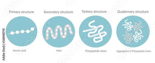 Fototapeta The 4 types of protein structure : primary, secondary, tertiary and quaternary that represent in blue and white concept.