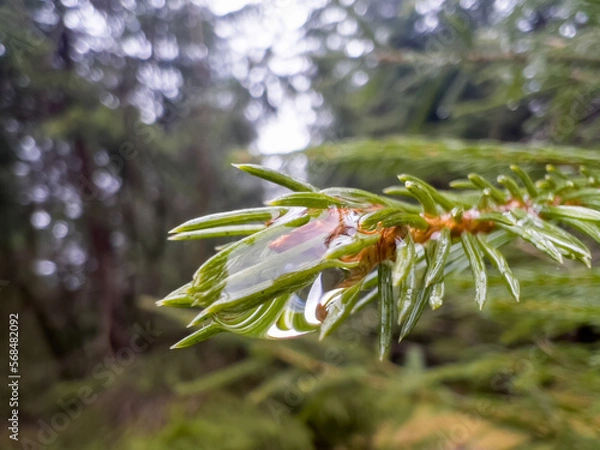 Fototapeta Abstract nature image. Close-up dew drop on spruce needles