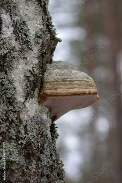 Obraz Fomes fomentarius, commonly known as the tinder fungus, false tinder fungus, hoof fungus, tinder conk, tinder polypore or ice man fungus.