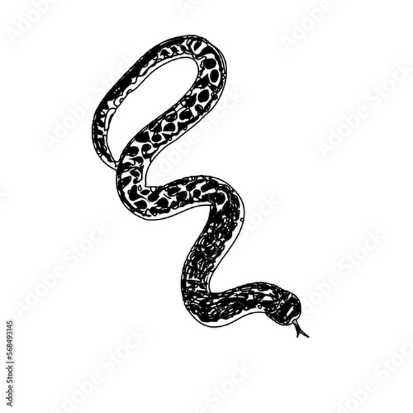 Fototapeta Black and white sketch of a snake with transparent background