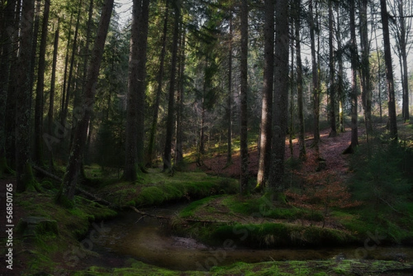 Fototapeta Wald im dunklen