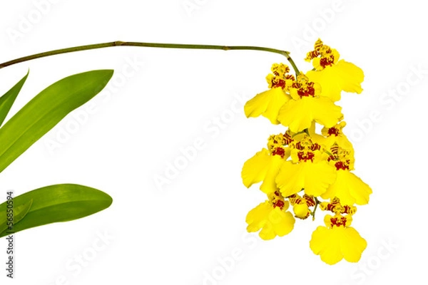 Obraz Orchidea (Oncidium)