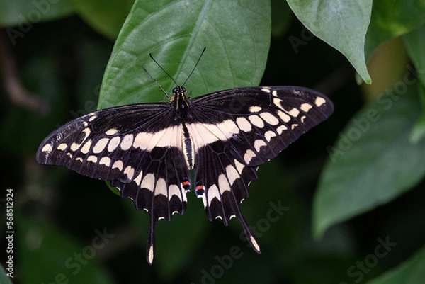 Fototapeta butterfly 2