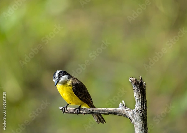 Fototapeta yellow bird