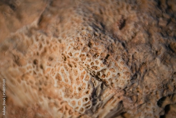 Fototapeta reef texture