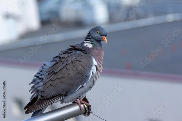 Fototapeta 
Close up gray pigeon - Columba palumbus with red beak, colorful fluff feather and angry eyes
