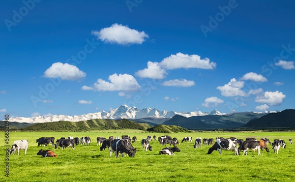 Obraz Beautiful landscape with grazing cows