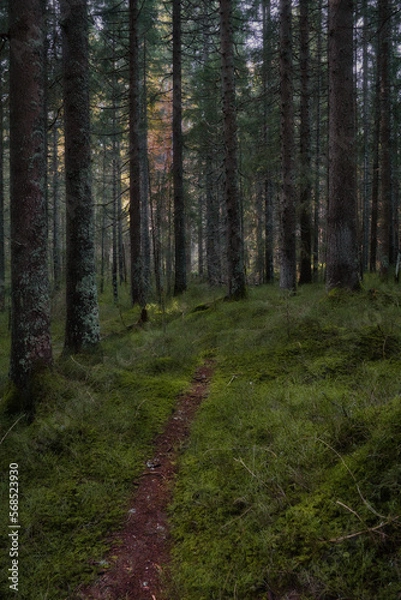 Fototapeta Düsterer Waldweg