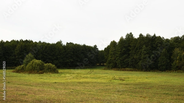 Obraz landscape with trees and grass