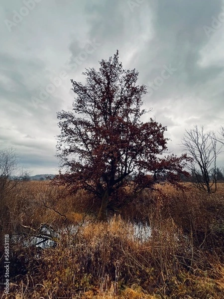 Obraz tree in the fog