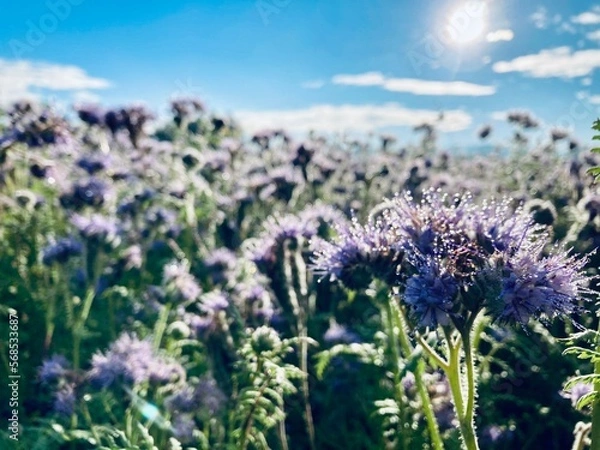 Obraz lavender field in region