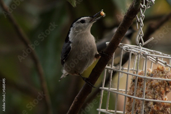 Obraz White-breasted nuthatch