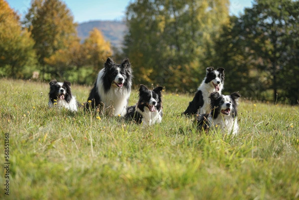 Obraz Border collie ground sitting