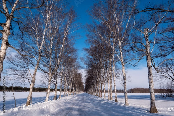 Fototapeta 十勝牧場の白樺並木（北海道河東郡音更町）