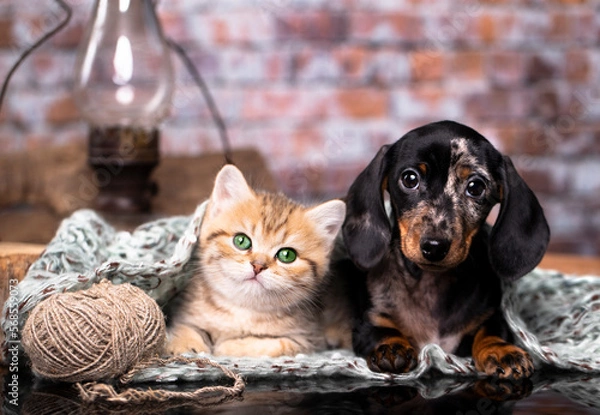 Obraz  marble smooth-haired dachshund puppy and Kitten
