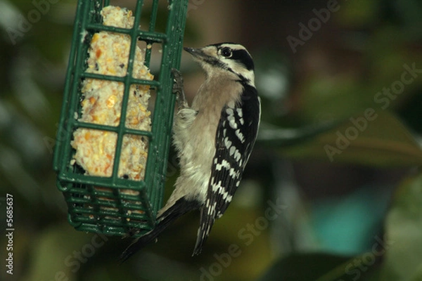 Obraz Woodpecker