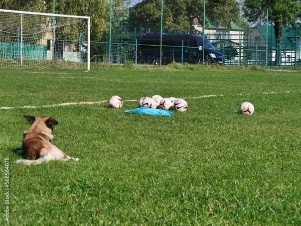 Obraz soccer