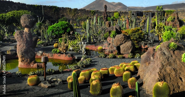 Fototapeta Cactus garden on Lanzarote, different kinds of cactuses in different colours, shapes and sizes