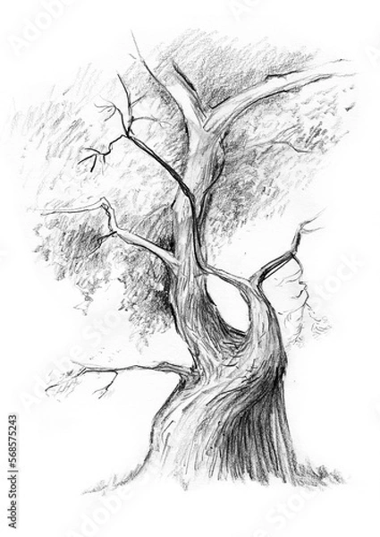 Obraz Lone tree graphite pencil drawing