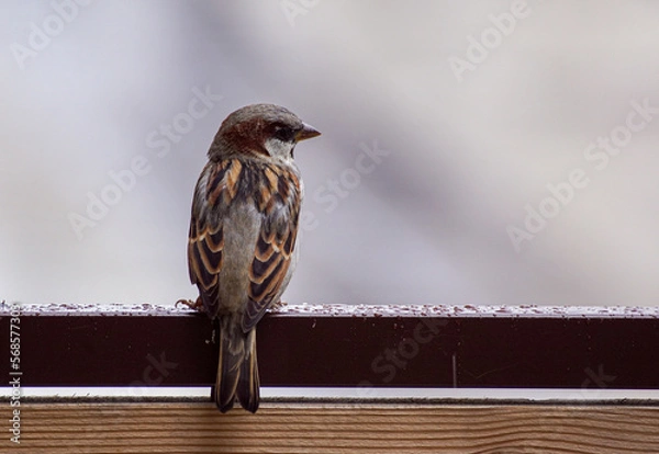 Obraz sparrow on a branch