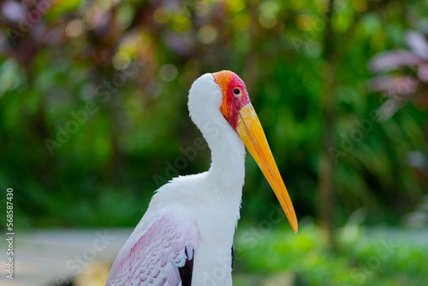 Fototapeta Portrait of a pink flamingo