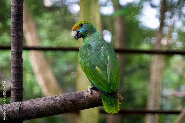 Obraz A parrot on his branch