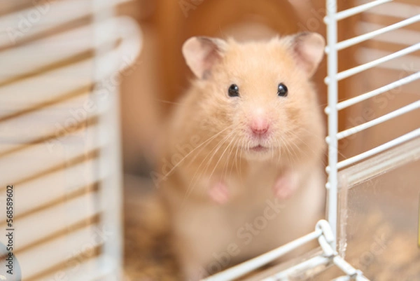 Fototapeta キンクマハムスター