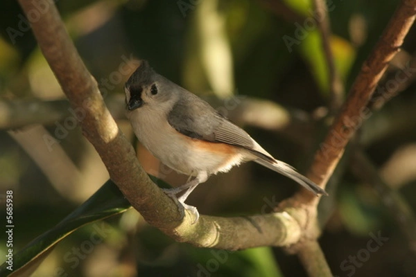 Obraz Tufted titmouse