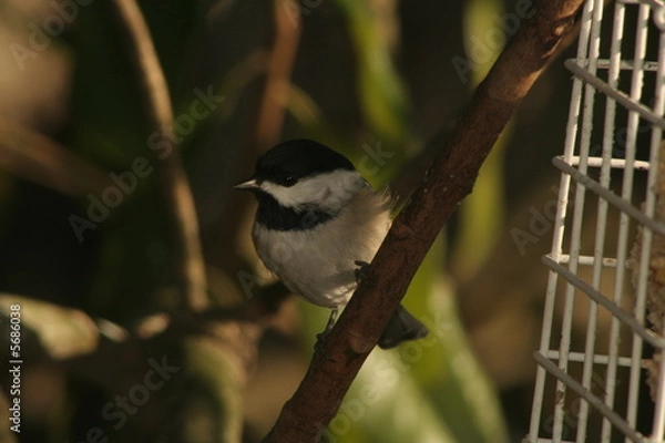 Obraz chickadee