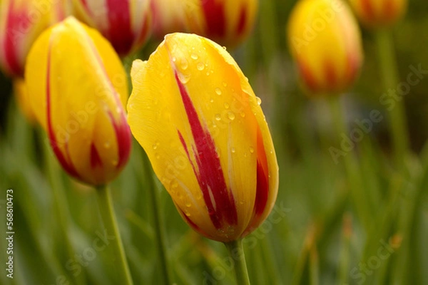 Fototapeta Yellow and red tulip garden, with delicate dew or raindrops visible on the flower petals.