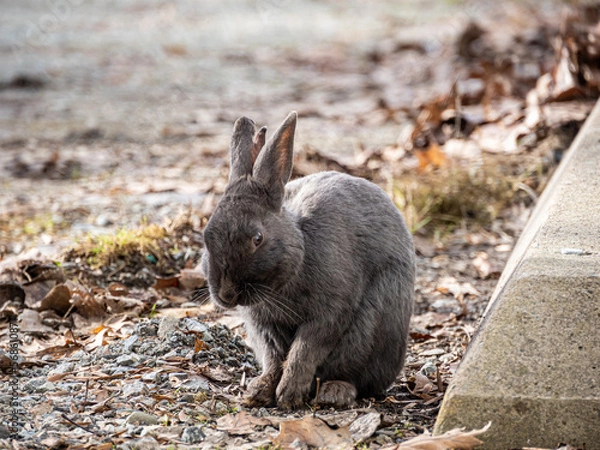 Fototapeta close up of a cute grey rabbit resting on the sidewalk in a park.