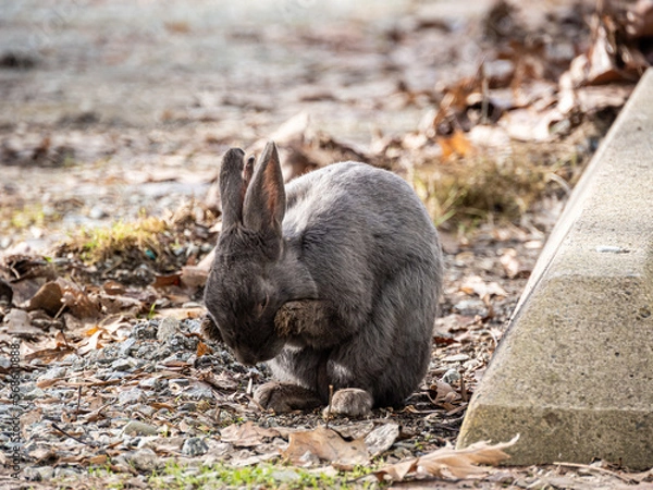 Fototapeta close up of a cute grey rabbit cleaning up its head with its paws