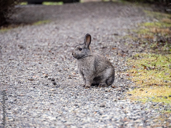 Fototapeta general portrait of a cute brown rabbit sitting on the roadside.