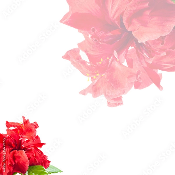 Obraz Greeting card with rose.