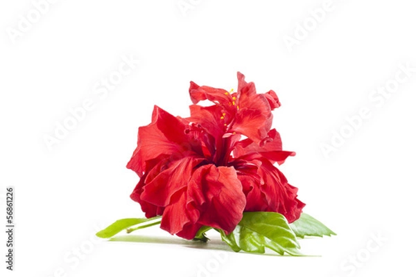 Obraz Red rose isolated.
