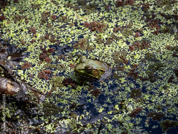 Fototapeta close-up of a green frog resting on top of algae filled pond surface 