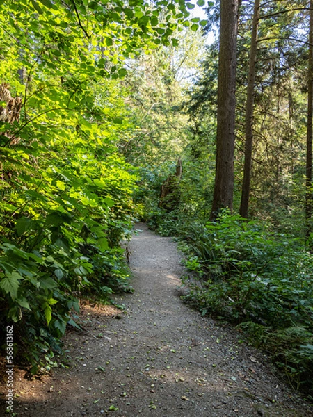 Fototapeta flat pathway inside a quiet forest on a sunny day