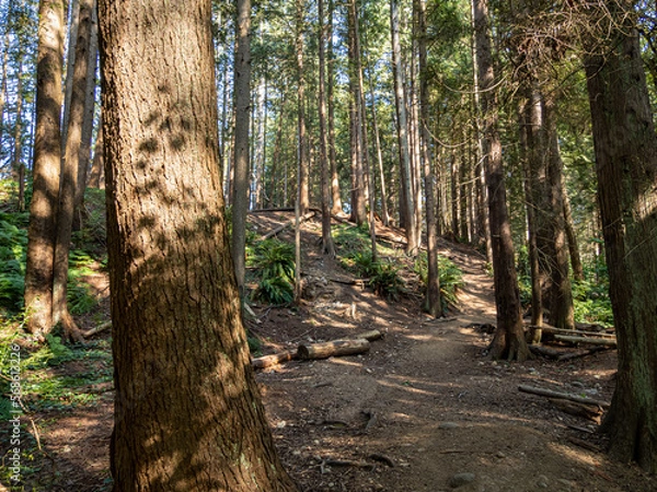 Fototapeta flat pathway inside a quiet forest on a sunny day